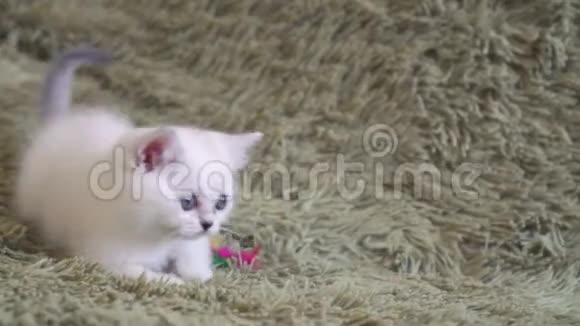 小猫用粉红色羽毛猎取塑料棒小猫喜欢在长塑料棒上玩羽毛视频的预览图