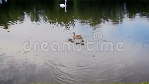 鸭妈妈和小鸭子在湖上游泳的慢动作视频视频的预览图