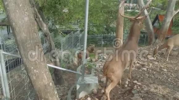 高露天动物园观鹿视频的预览图