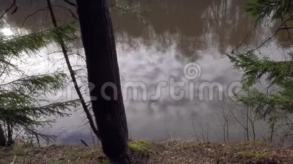 春天的野生海岸森林河流视频的预览图
