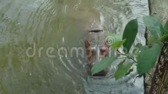 动物园水库里河马游泳的景色视频的预览图