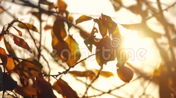 秋天的树枝在阳光下落叶背景模糊秋林日落生活方式太阳概念视频的预览图