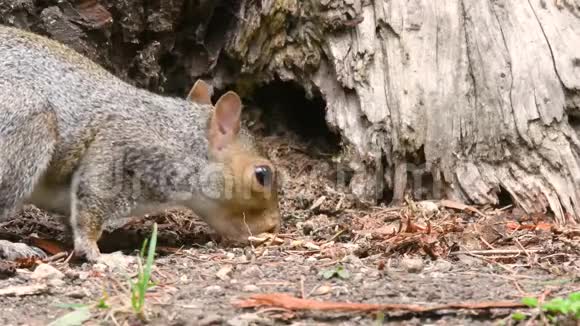 东灰松鼠角木松鼠觅食和进食视频的预览图