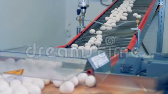 工人手在家禽农场工厂分拣鸡蛋视频的预览图