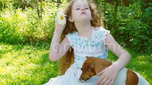 小卷发女孩和杰克拉塞尔狗玩视频的预览图