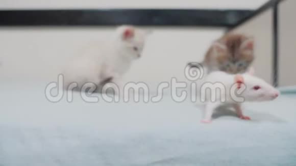 小黑条纹两只小猫在玩猎鼠游戏有趣的罕见视频小猫和一只老鼠在床上奔跑猫猫视频的预览图