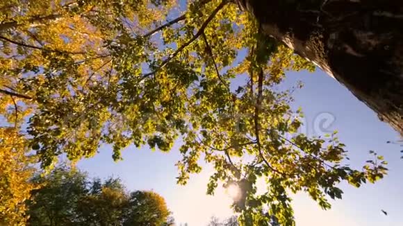 秋树叶POV抬头视频的预览图