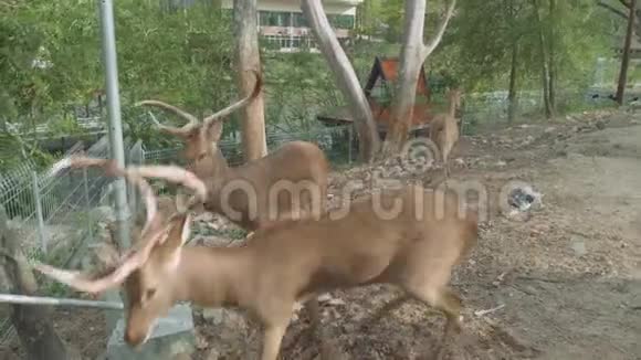 高露天动物园观鹿视频的预览图