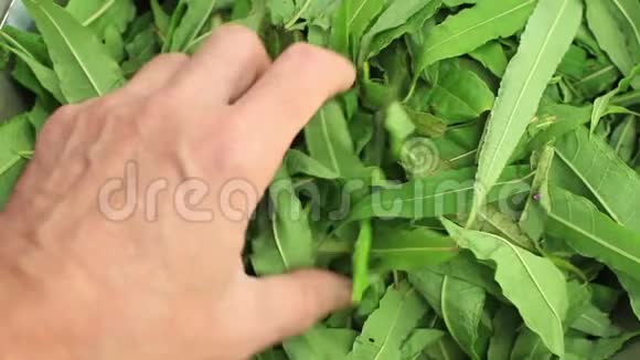 新鲜采摘的绿茶叶视频的预览图