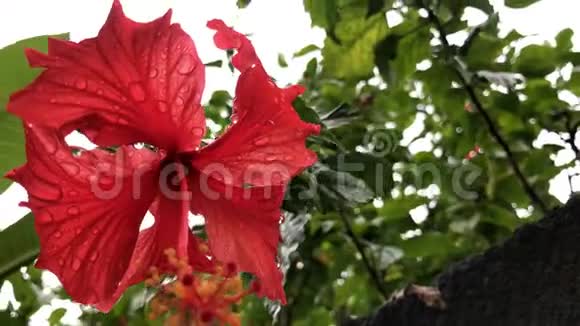 在巴厘岛的一个花园里把红色的芙蓉花收起来花的背景印度尼西亚巴厘热带岛屿视频的预览图