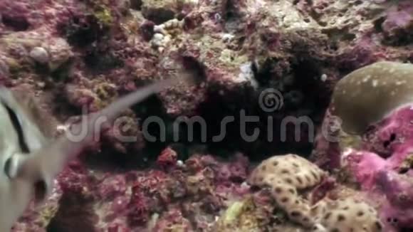 潜水员用鱼食在马尔代夫海底喂养海鳗视频的预览图