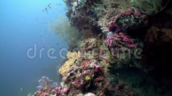 马尔代夫海底的树木软珊瑚轻轻地白色和粉红色令人惊叹视频的预览图