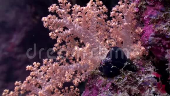 马尔代夫海底的树木软珊瑚轻轻地白色和粉红色令人惊叹视频的预览图