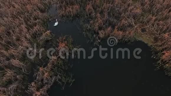 池塘上的白天鹅一只孤独的天鹅潜入荆棘中天鹅漂浮在湖面上视频的预览图