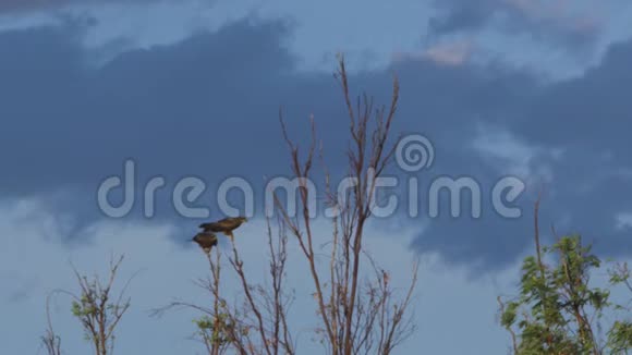 两只鹰坐在树枝上视频的预览图