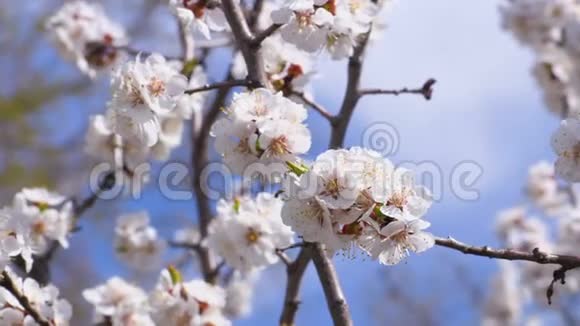 一棵开花的杏树昆虫给花授粉4K超高清超高清视频的预览图