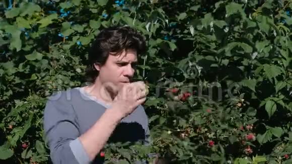 年轻的黑发男子吃树莓从乡下的灌木丛中撕下来视频的预览图