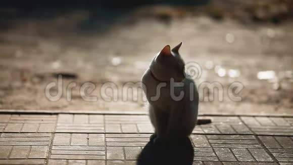 夏天在人行道上猫的剪影白猫坐户外剪影阳光生活方式视频的预览图