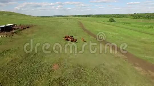 草甸里的马和牛视频的预览图