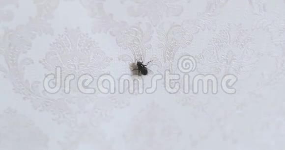 白色背景上的大苍蝇马蝇爬行特写视频4k视频的预览图