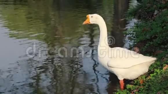 白色的鹅橙色的嘴站在池塘旁边它是一只大水鸟脖子很长视频的预览图