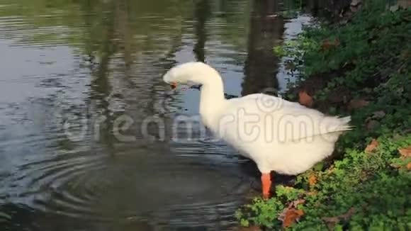 白鹅用橙色的嘴在池塘里喝水清理羽毛它是一只长脖子的大水鸟视频的预览图