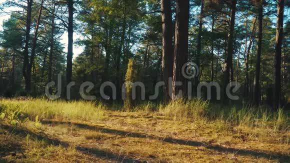 日落时森林中草木的景色视频的预览图