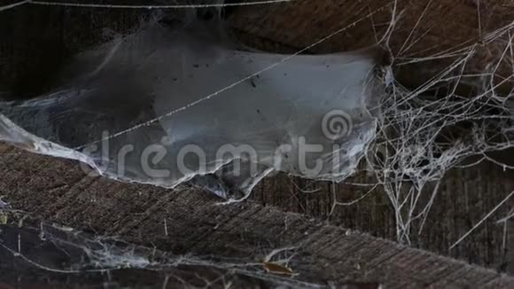 木屋天花板上的一张网有蜘蛛网和蜘蛛的旧谷仓视频的预览图