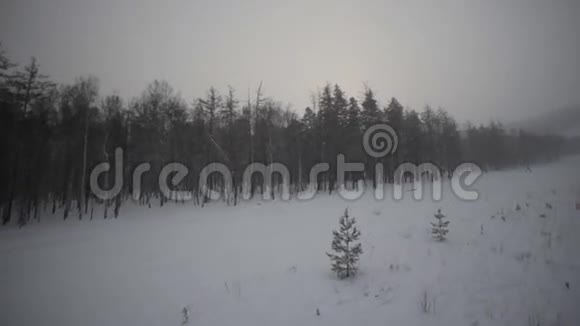冬季森林和田野视频的预览图