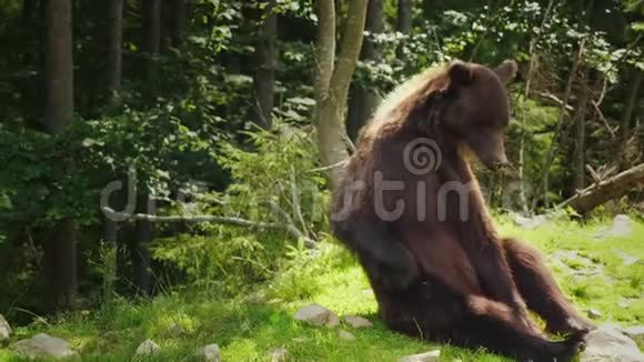 一只棕色的大熊坐在背上用爪子抓着它的侧面有趣的野生动物视频的预览图