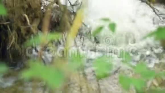 从森林的地面上涌出的水视频的预览图