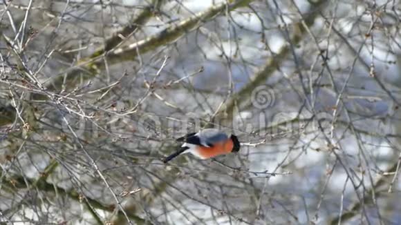 一只漂亮的牛翅坐在树上吃树枝上的芽冬天没有树叶和雪的木头冬季视频的预览图