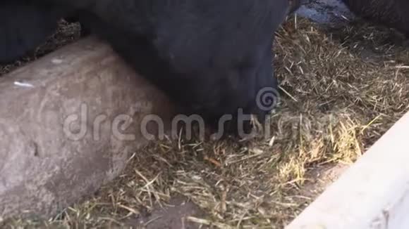 几乎没有几头没有角的成年母牛饿着肚子吃着桶里的干草视频的预览图