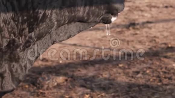 牧场的生活方式成年公牛在喝水后舔他湿漉漉的鼻子和嘴视频的预览图