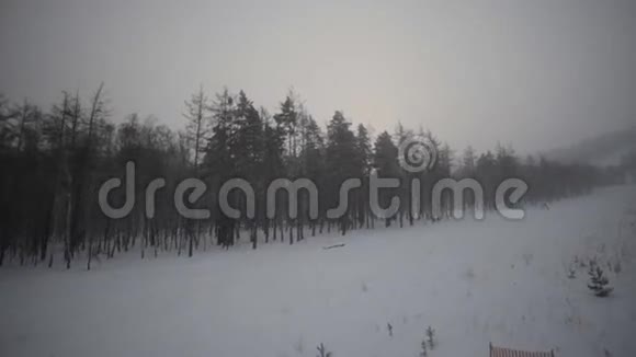 冬季森林和田野视频的预览图