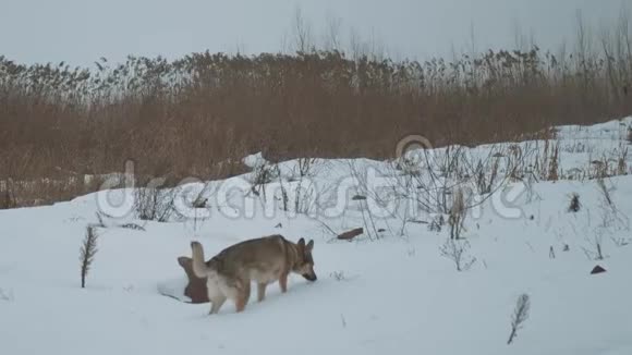 混种狗狗狗在冰冻的河流上的芦苇附近散步雾蒙蒙的多云天气在河流附近的森林里慢慢视频的预览图