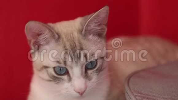 一只红色背景上有蓝色眼睛的光猫的大肖像视频的预览图