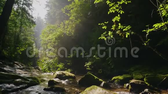 斯坦迪卡姆拍摄在神秘的早晨森林里清洁山涧太阳的光芒穿过视频的预览图