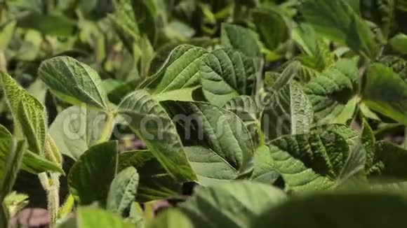 大豆田大豆叶片的特写只有发芽的大豆在田间有绿叶背景视频的预览图