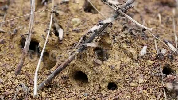 有翅膀的蚂蚁离开蚁丘建立新的蚁群视频的预览图