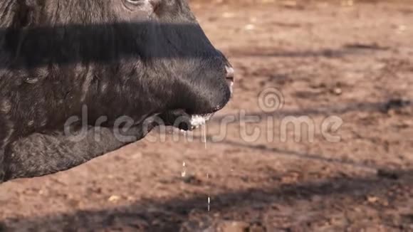 牧场的生活方式黑牛喝完水后舔着湿鼻子和嘴巴视频的预览图