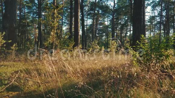 日落时森林中草木的景色视频的预览图
