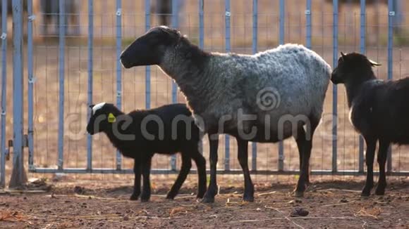母羊和小羊站在围栏附近嚼干草环顾农场视频的预览图