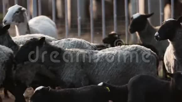 成群的白羊和黑羊从一个院子走到另一个院子每日农场视频的预览图