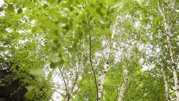 绿桦树枝在风中发展桦树背景中的天空视频的预览图