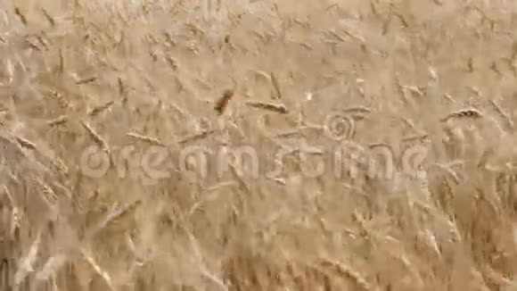 小麦在风中飘扬视频的预览图