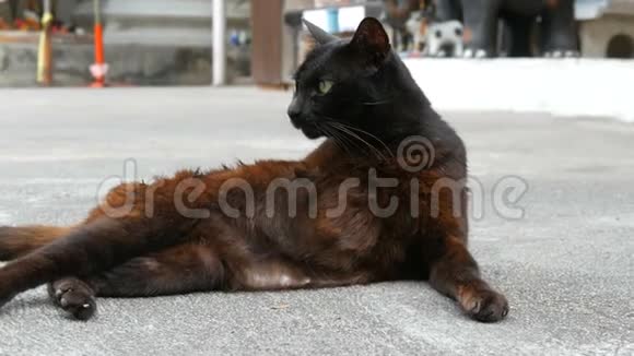 黑猫在沥青上舔自己视频的预览图