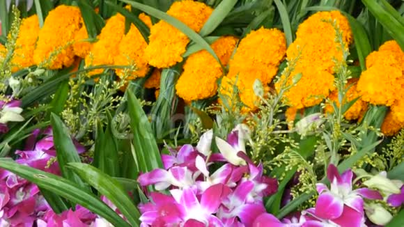 美丽的紫色和黄色泰国花供佛的亚洲奇葩视频的预览图