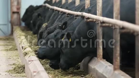 一排黑牛不慌不忙地在农场的摊位上从桶里嚼干草视频的预览图