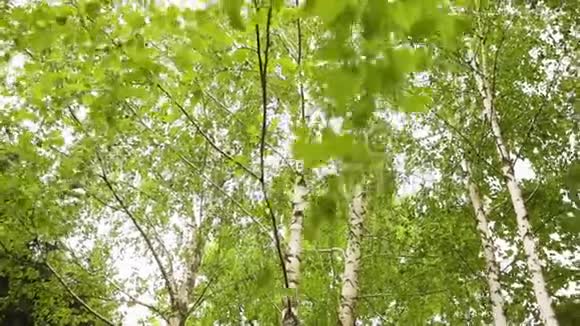 绿桦树枝在风中发展桦树背景中的天空视频的预览图